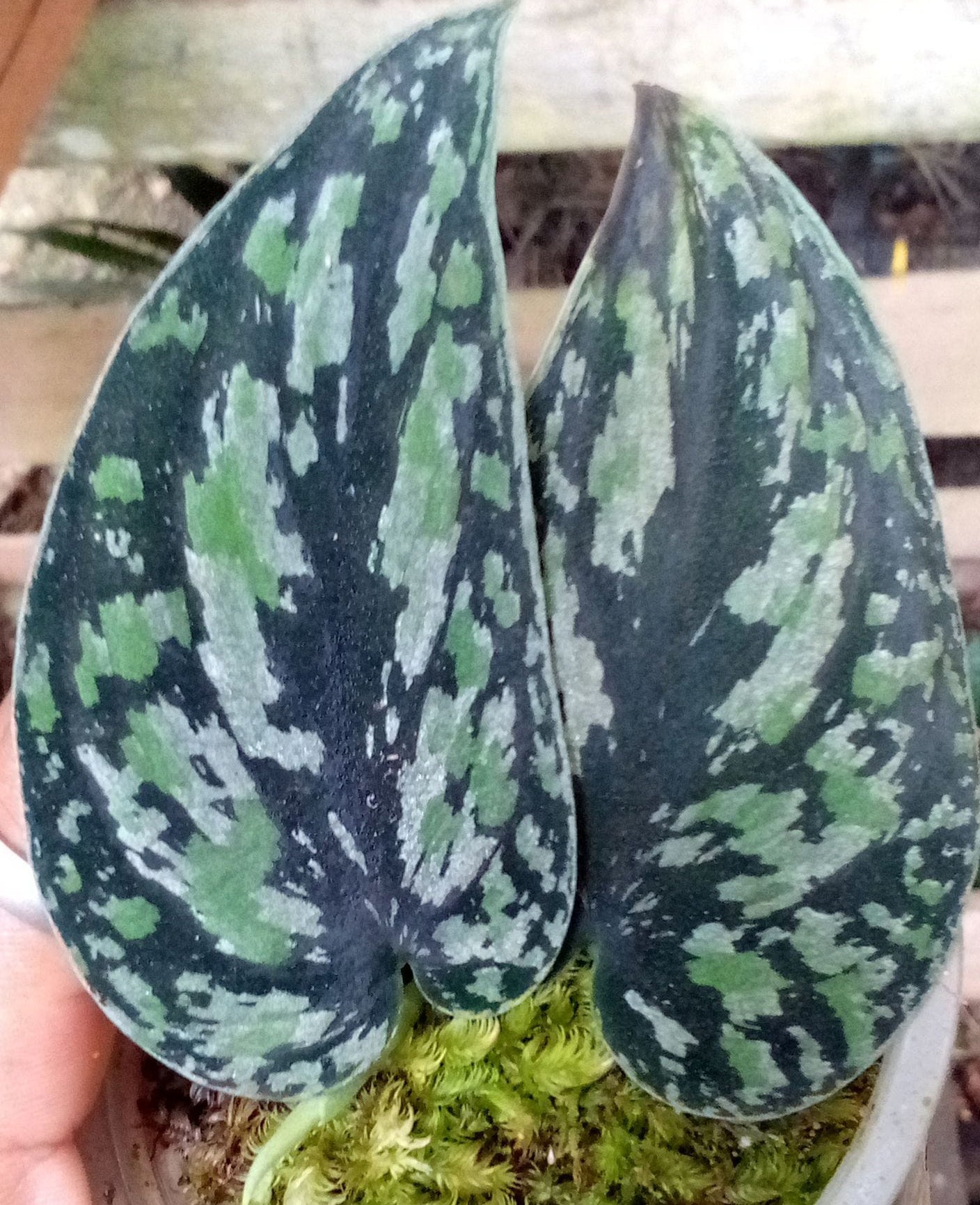 SCINDAPSUS TRICOLOR