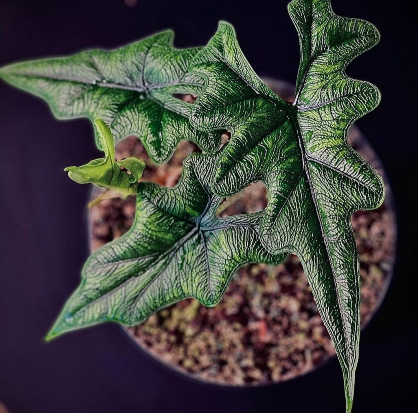 Alocasia Jacklyn (Bigger Bulb Only) SP.Sulawesi Indonesia (FREE PHYTOSANITARY)