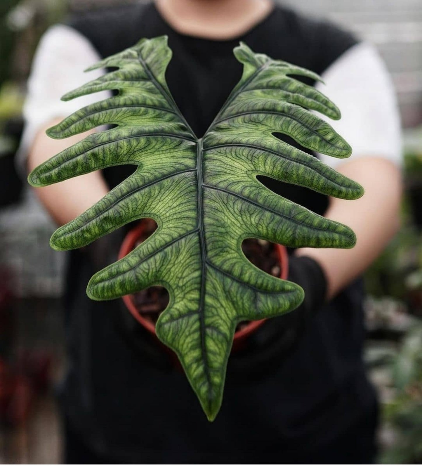 Alocasia Jacklyn (Bigger Bulb Only) SP.Sulawesi Indonesia (FREE PHYTOSANITARY)