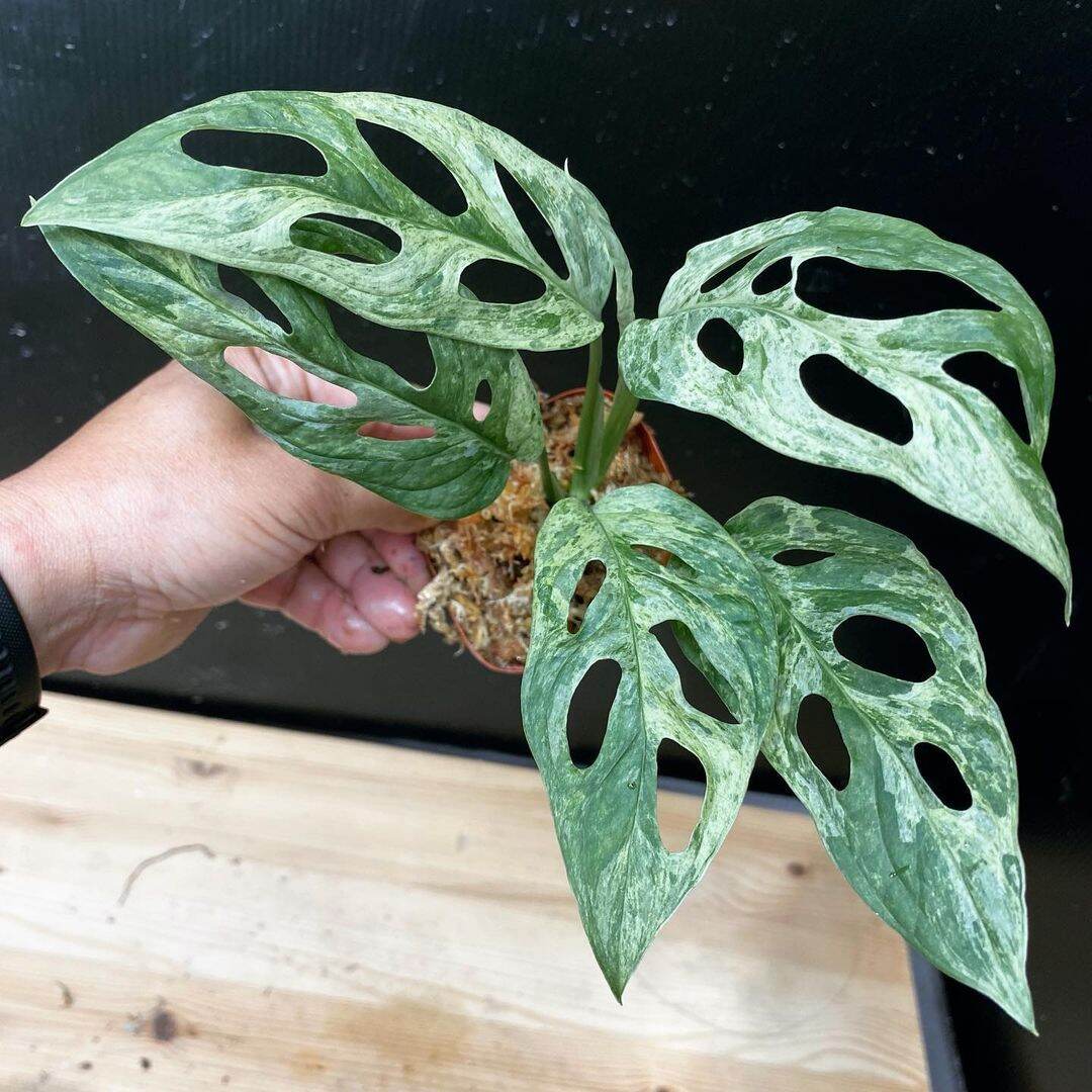 Monstera Andansoni Variegated Local Indonesia