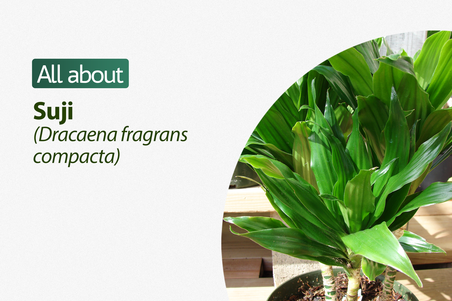Dracaena Fragrans (Massangeana)- Song of India - Lily Bamboo - Song of Jamaica