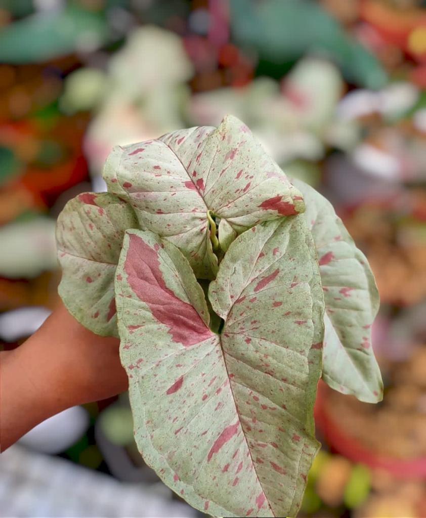 SYNGONIUM MILK CONFETTI