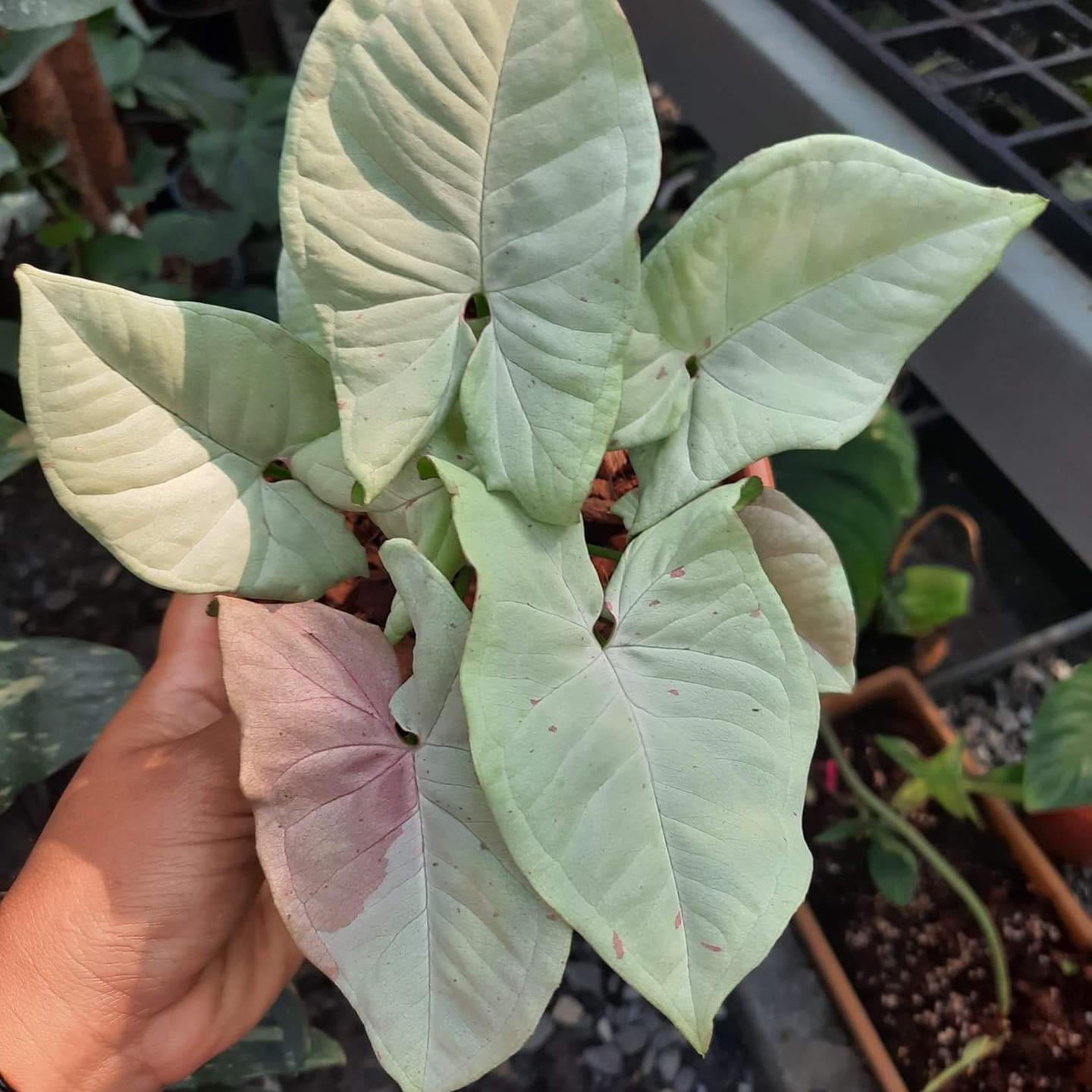 SYNGONIUM MILK CONFETTI