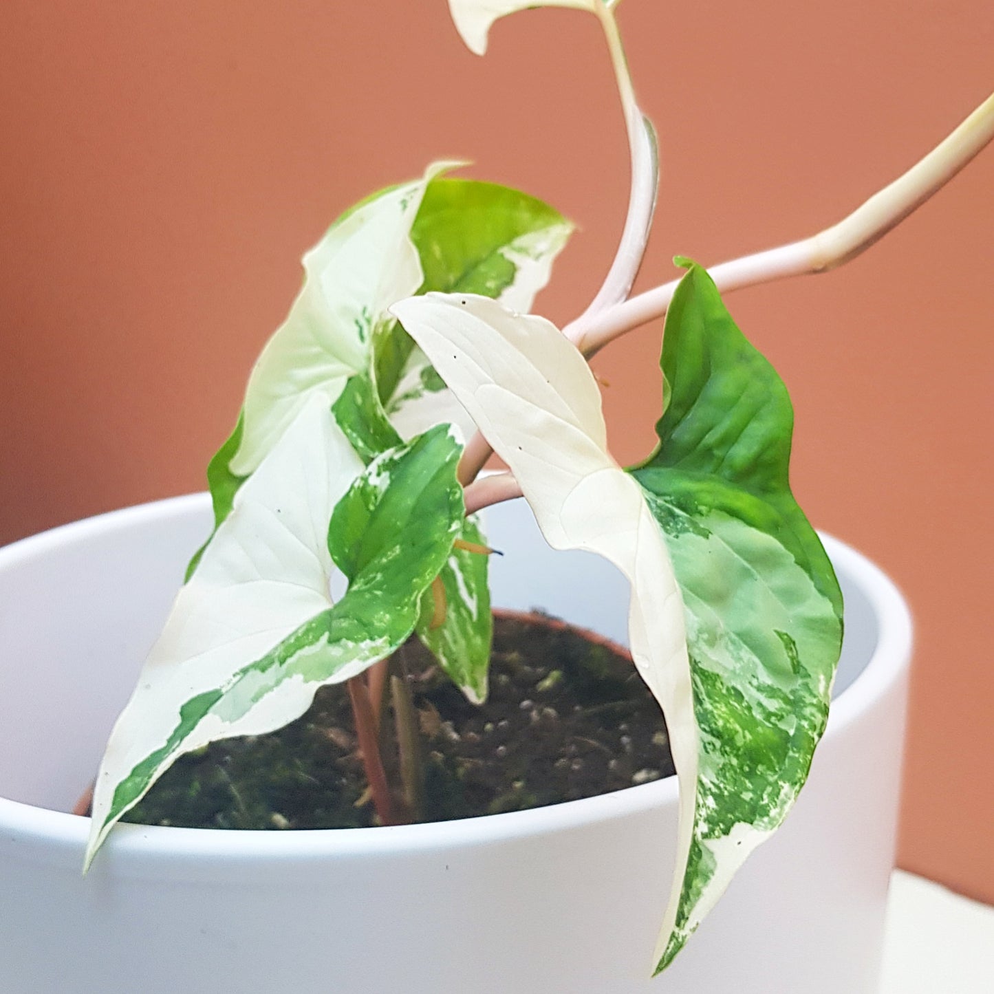 SYNGONIUM ALBO WHITE VARIEGATED