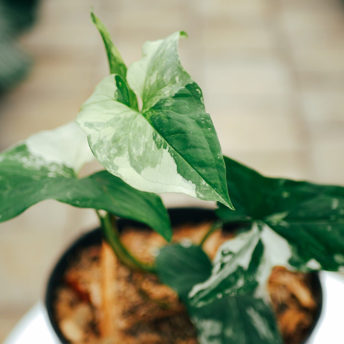 SYNGONIUM ALBO WHITE VARIEGATED