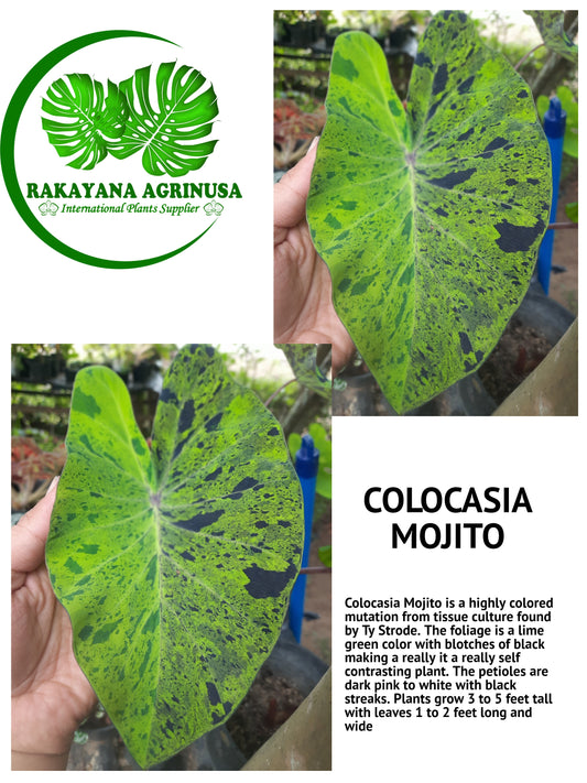 Colocasia Mojito Plants FREE PHYTOSANITARY