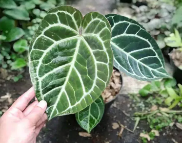 ANTHURIUM MAGNIFICUM