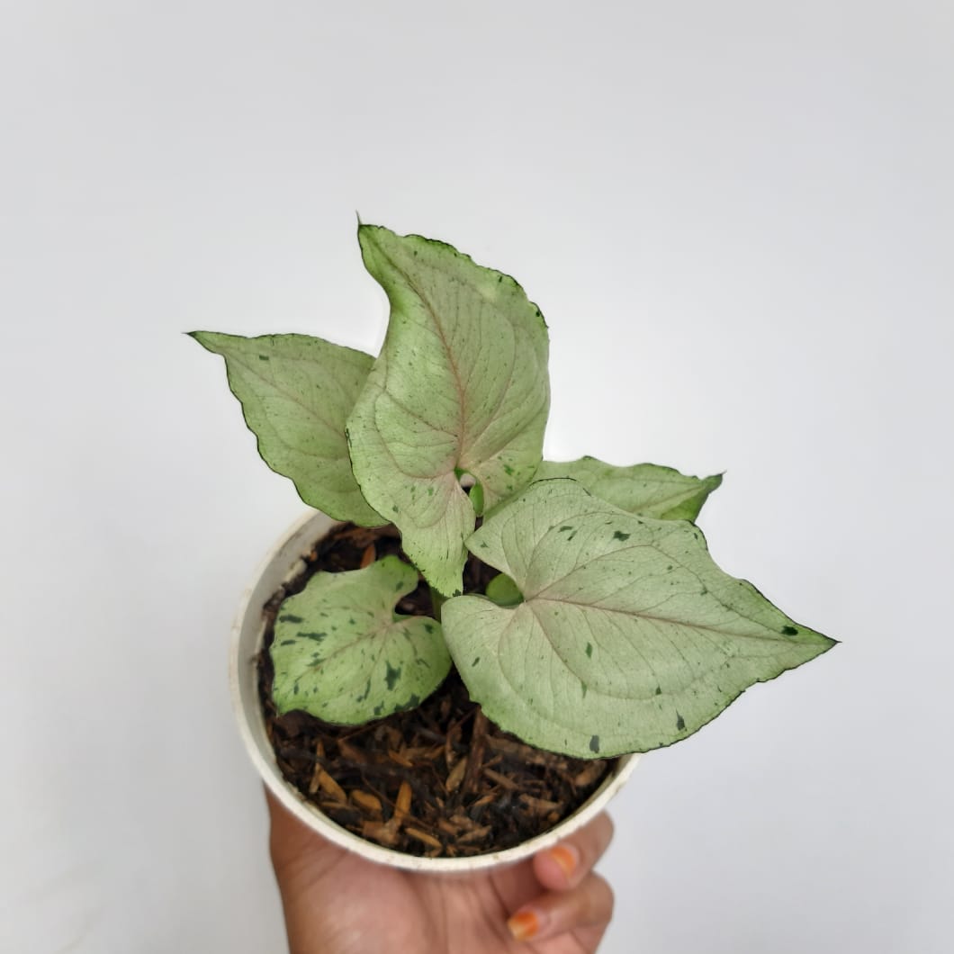 SYNGONIUM GREEN SPLASH