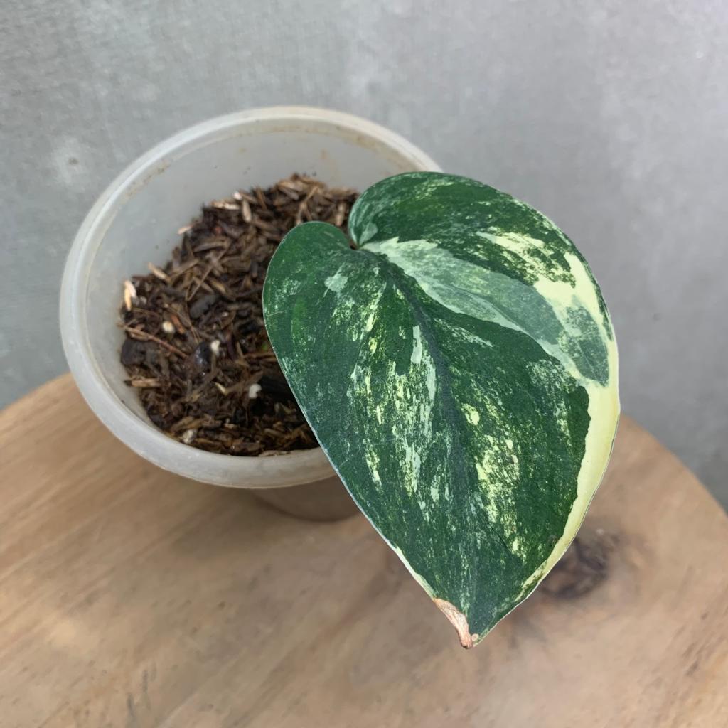 SCINDAPSUS JADE SATIN VARIEGATED