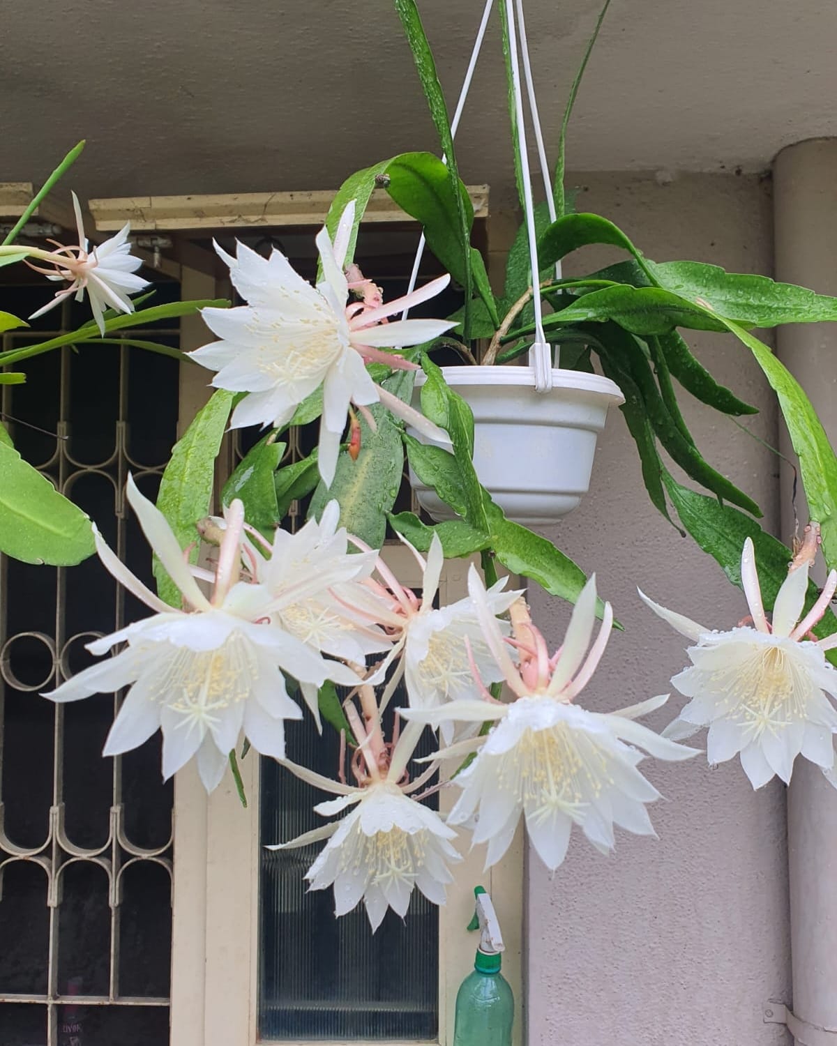 Epiphyllum Cactus Orchid Night Queen Live Cuttings, Kadupul Flower Plants 5 Rooted cuttings FREE PHYTOSANITARY