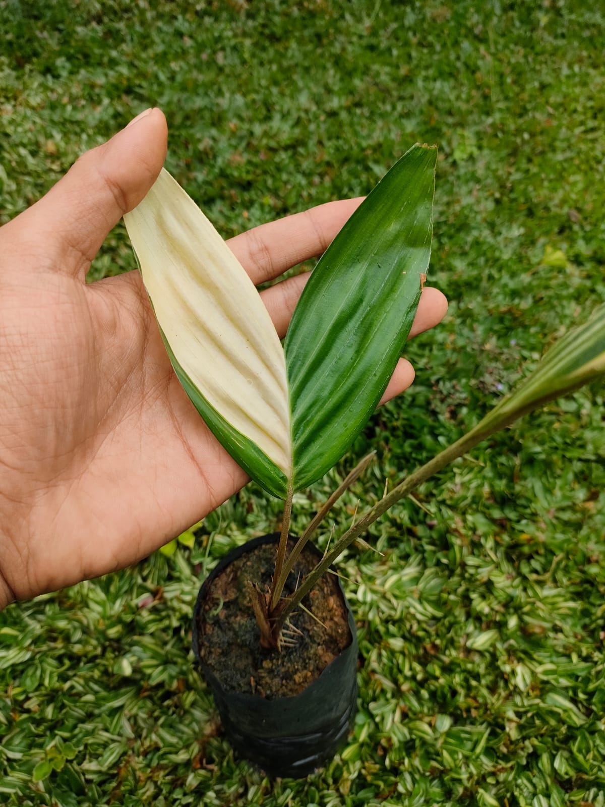 Snake Fruit Variegated RARE Plants