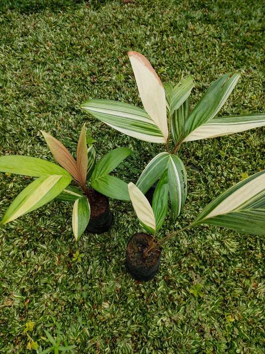 Snake Fruit Variegated RARE Plants