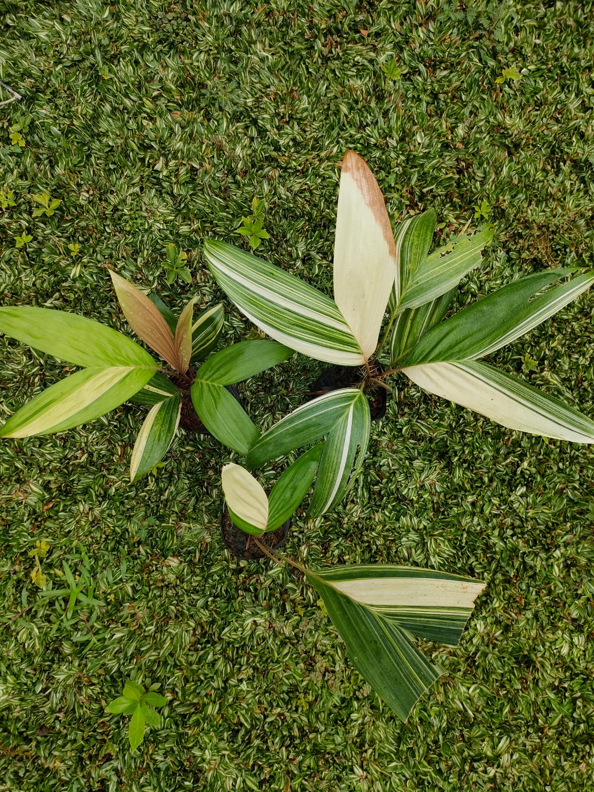 Snake Fruit Variegated RARE Plants