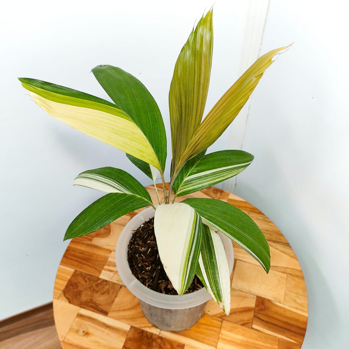 Snake Fruit Variegated RARE Plants