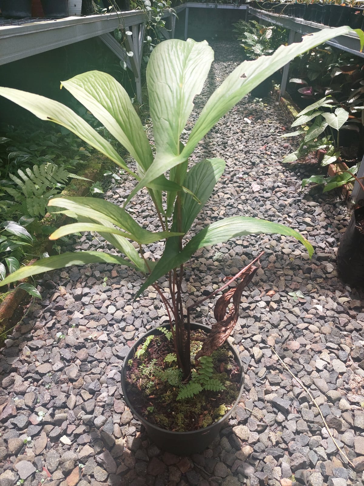 Alocasia Cyrtosperma Hambalii | FREE PHYTOSANITARY