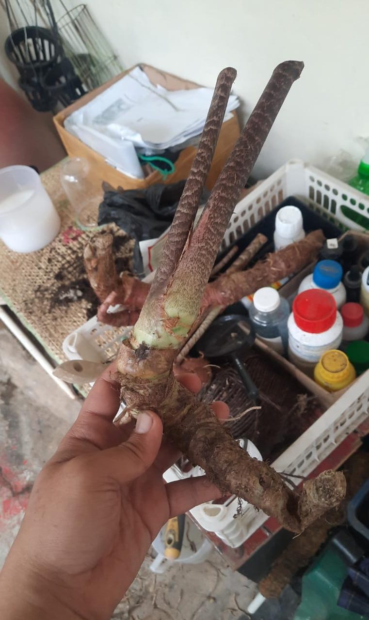 Alocasia Zebrina Reticulata (Bigger Bulb Only) FREE PHYTOSANITARY
