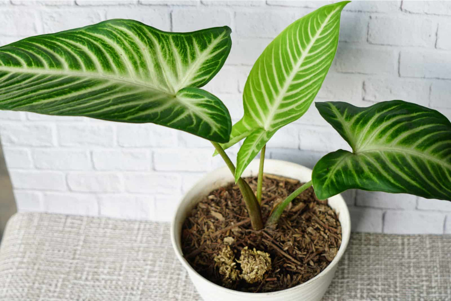 Alocasia Xanthosoma Lindenii