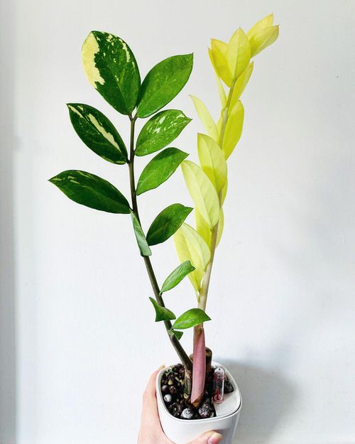 ZAMIOCULCAS ZAMIIFOLIA VARIEGATED (ZZ VARIEGATED) FREE PHYTOSANITARY