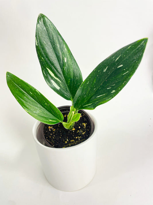 Monstera Standleyana Variegated (Philodendron Cobra)