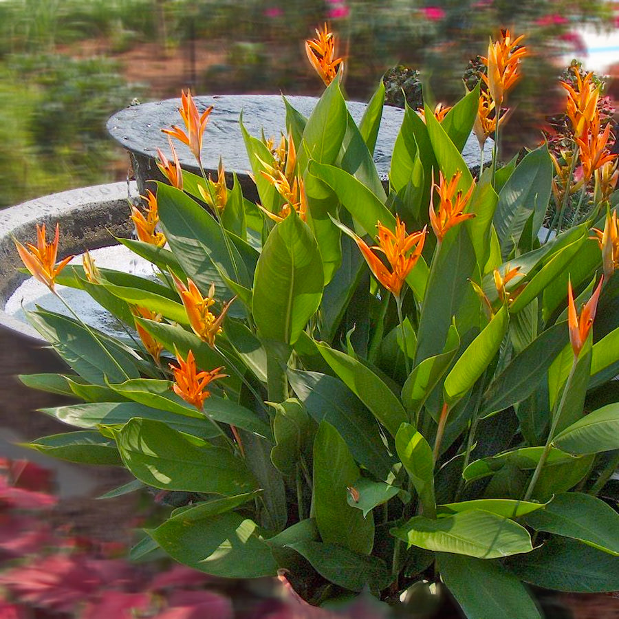 Parakeet Flower 2 pcs (Heliconia psittacorum)
