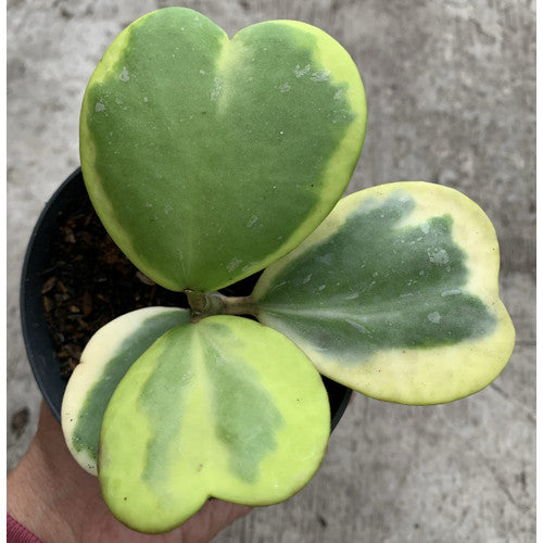 Hoya Kerii Sweetheart Variegated