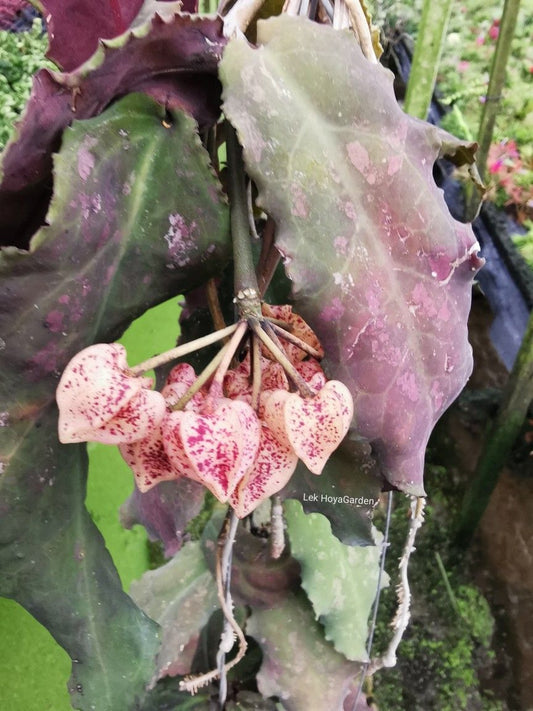 HOYA UNDULATA SPLASH (FREE PHYTOSANITARY)