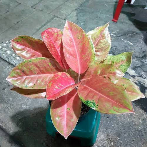 Aglonema Big Roy