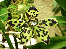 GRAMMATOPYLUM SCRIPTUM ORCHID / TIGER ORCHID