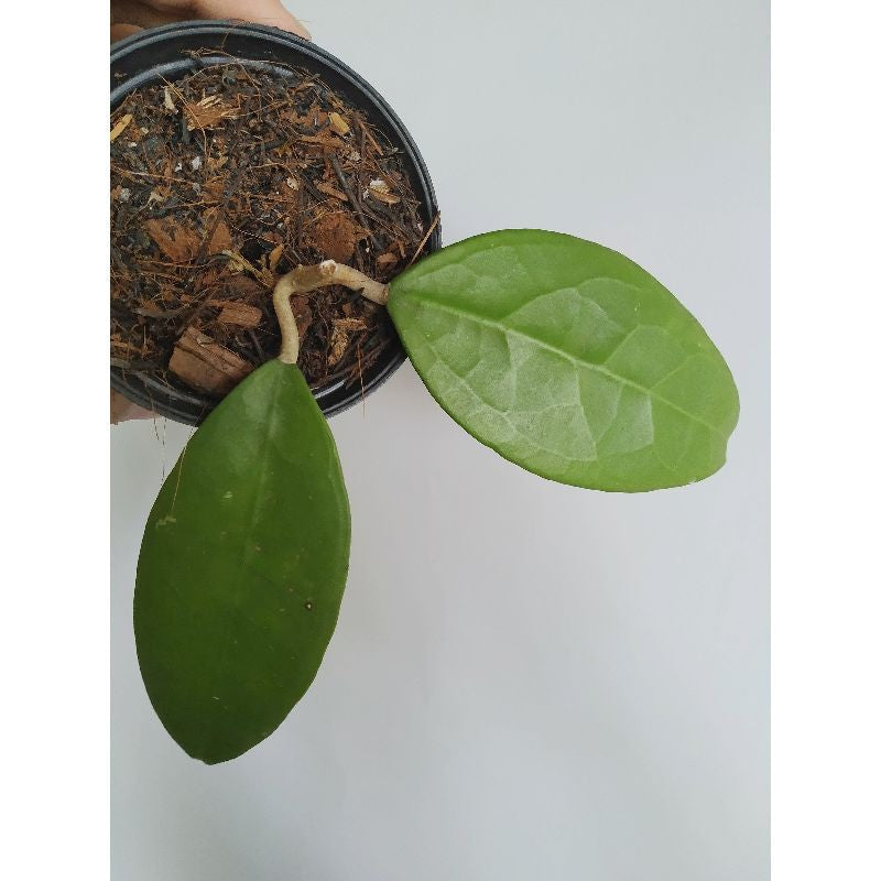 HOYA VERTICILLATA SP LAMPUNG SUMATERA FREE PHYTOSANITARY