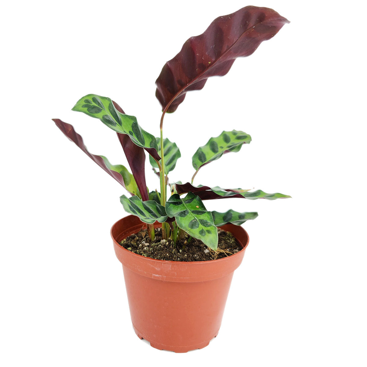 Calathea Lancifolia "Rattlesnake Plant"