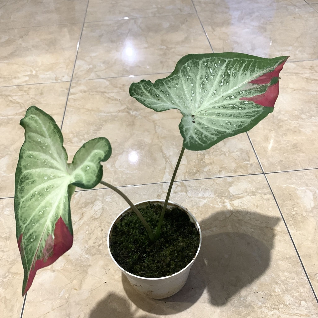 Caladium Shycool Cat Tumpah || Rare Plants || Wholesale Buy More get Cheaper Price || FREE phytosanitary, DHL express || Rare