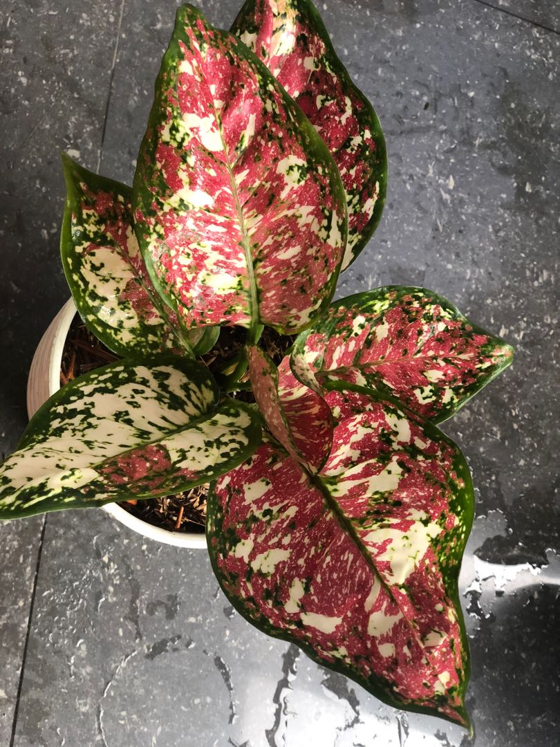 Aglaonema Tricolor || Aglaonema Anyamanee Pink Tricolor || FREE phytosanitary certificate, DHL express
