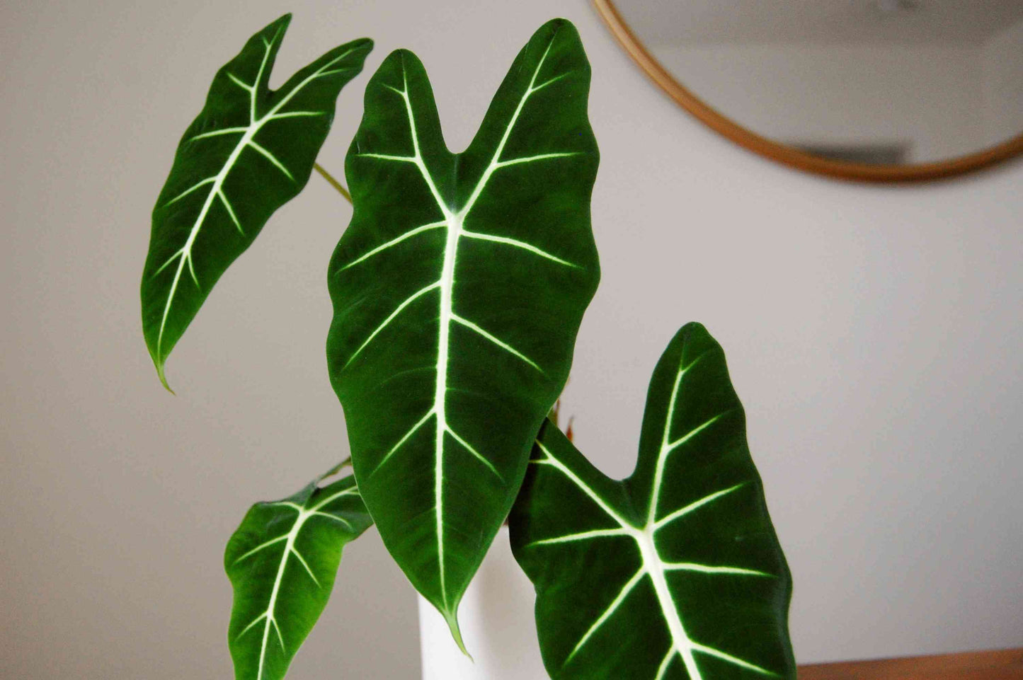 ALOCASIA FRYDEK FREE PHYTOSANITARY