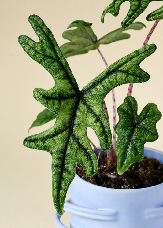 Alocasia Jacklyn (Bigger Bulb Only) SP.Sulawesi Indonesia (FREE PHYTOSANITARY)