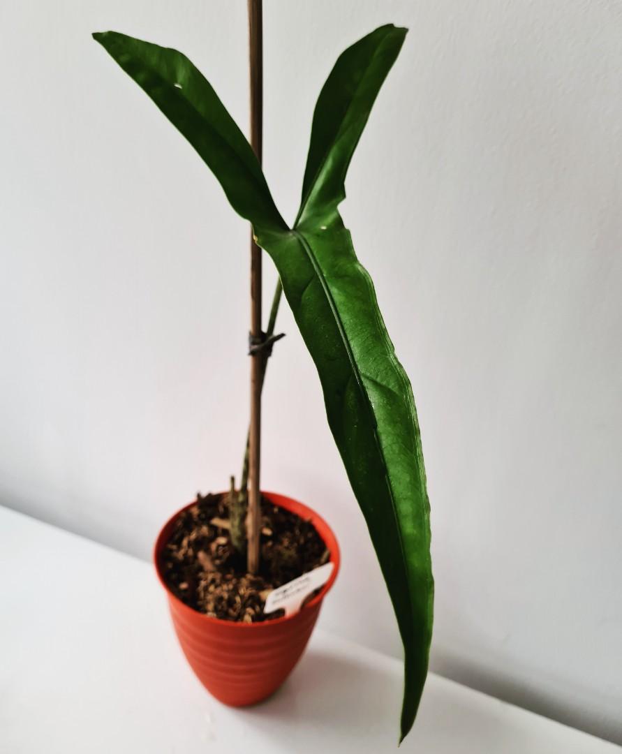 Alocasia Tigrina Superba Sp.Sulawesi Indonesia FREE PHYTOSANITARY
