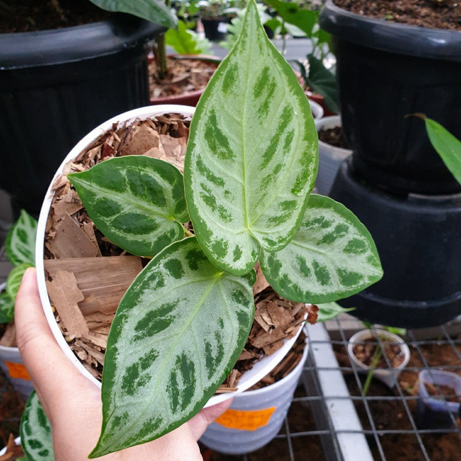Anthurium Silver Blush