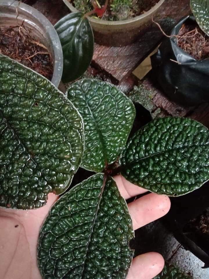 LABISIA SP BORNEO