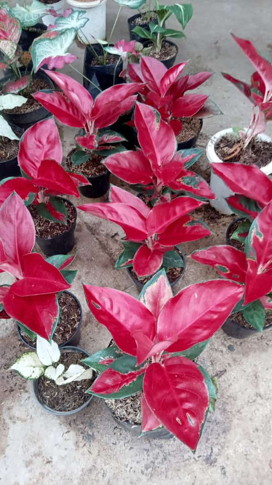 Aglonema Suksom Jaipong (FREE PHYTOSANITARY)