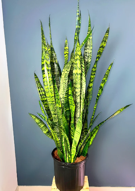 Sansevieria Zeylanica, 3 Gallon Grower Pot, 4 - 5 Feet Overall Height, Modern Indoor Live Snake Plant