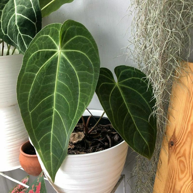 ANTHURIUM MAGNIFICUM