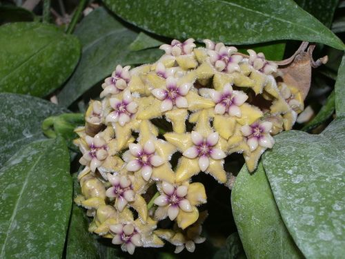 HOYA CORIACEA (CERREACEA)