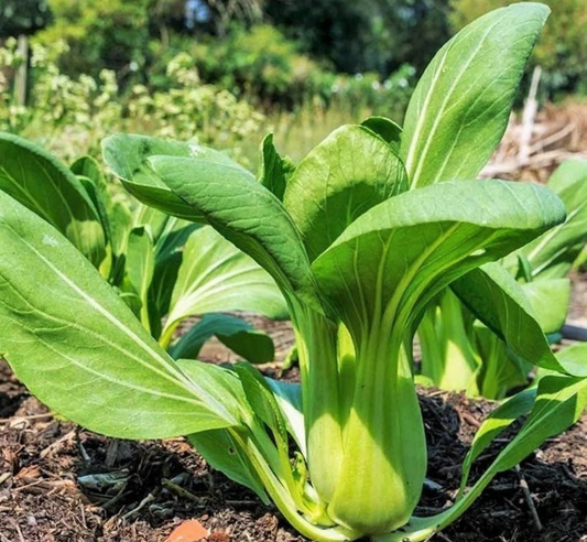 Green Stem Shanghai Bok Choy Seeds | USA Pak Choi Pok Choy Canton Asian Vegetable Chinese Cabbage Tips Spinach 2022 Season Fast Shipping