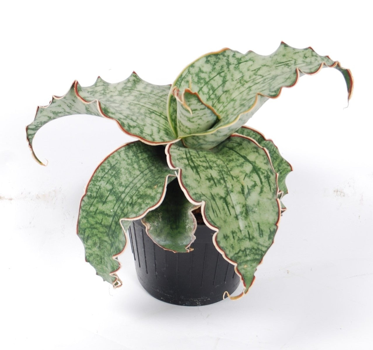 Sansevieria Silver Blue