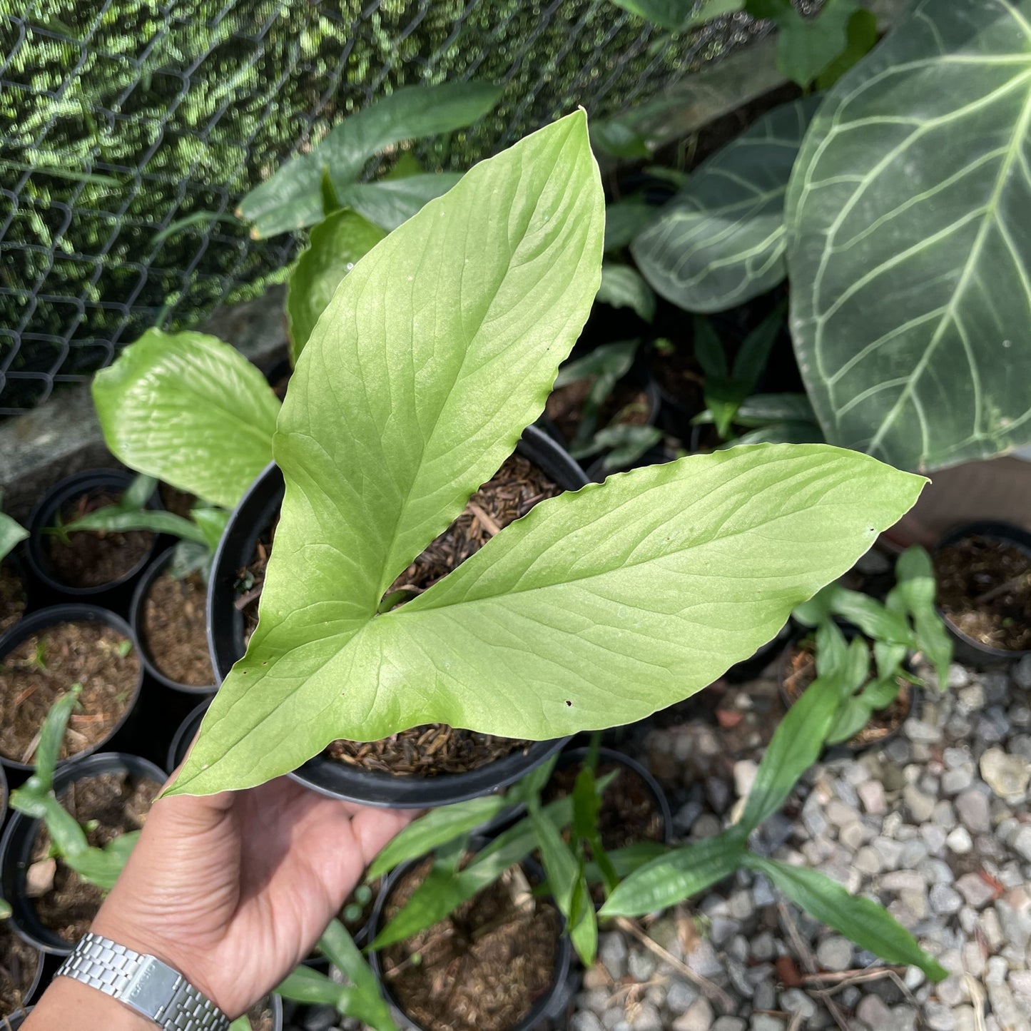 Alocasia Cyrtosperma Hambalii | FREE PHYTOSANITARY