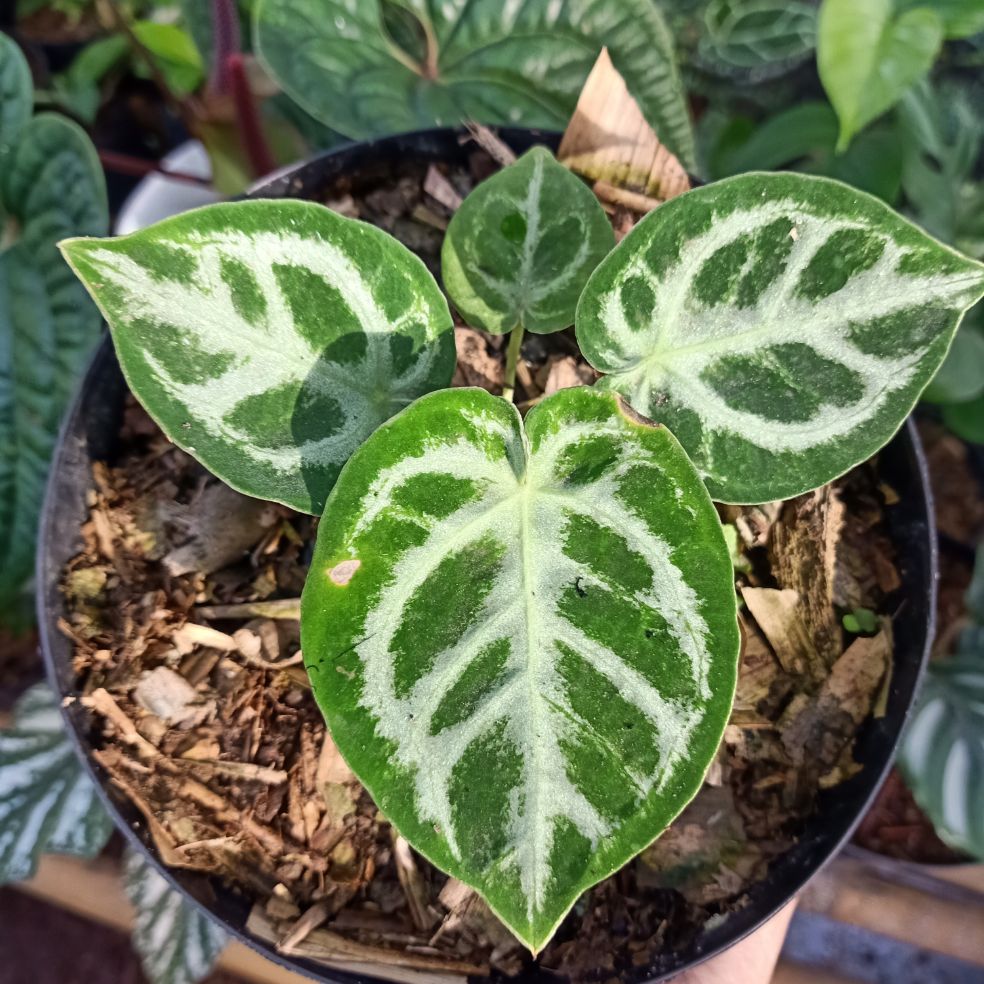 Anthurium Silver Blush