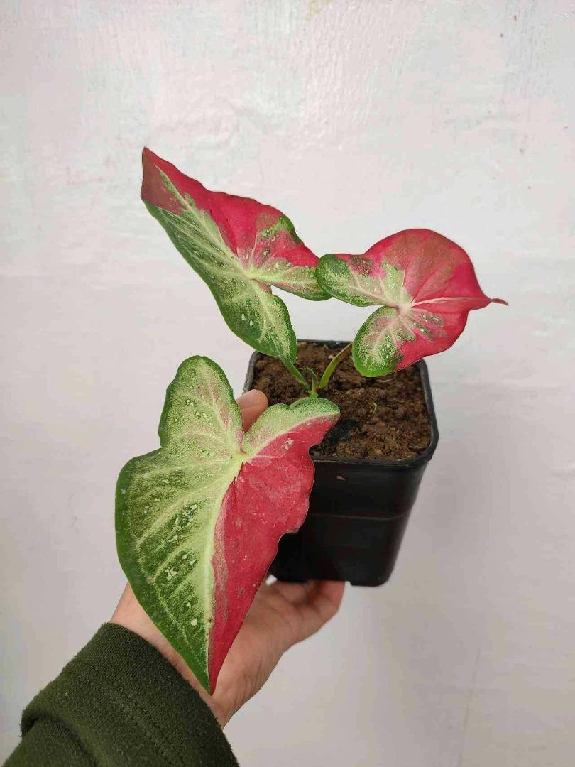 Caladium Shycool Cat Tumpah || Rare Plants || Wholesale Buy More get Cheaper Price || FREE phytosanitary, DHL express || Rare