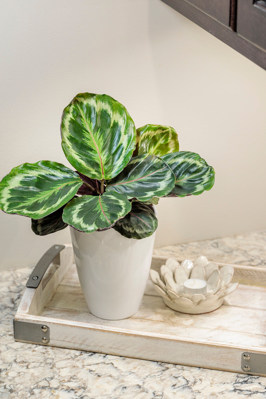 Calathea Medallion Roseopicta