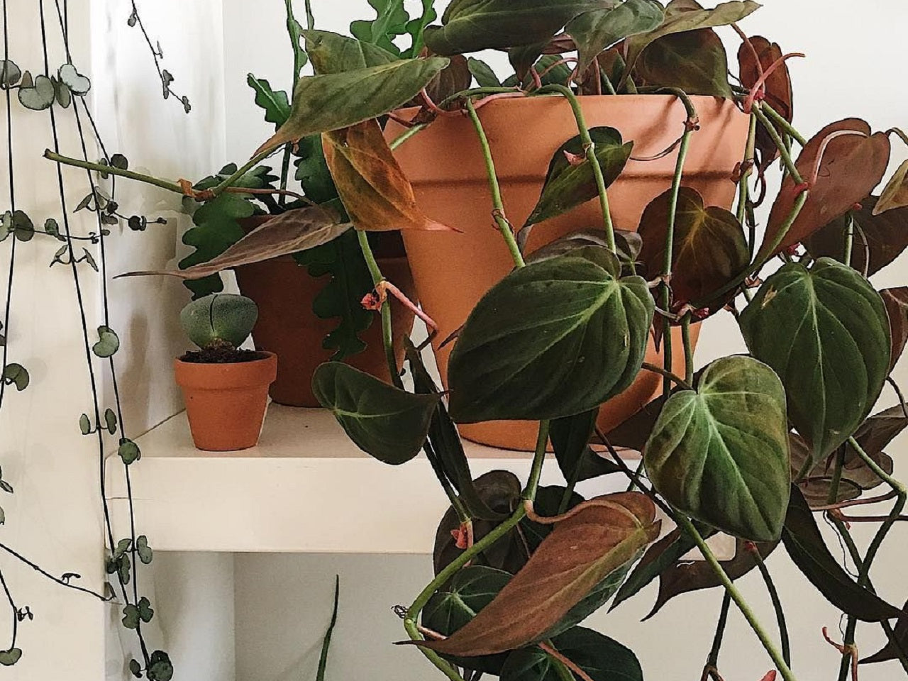 Philodendron Micans Rare Velvet Aroid Terrarium Plant Free Phytosanitary