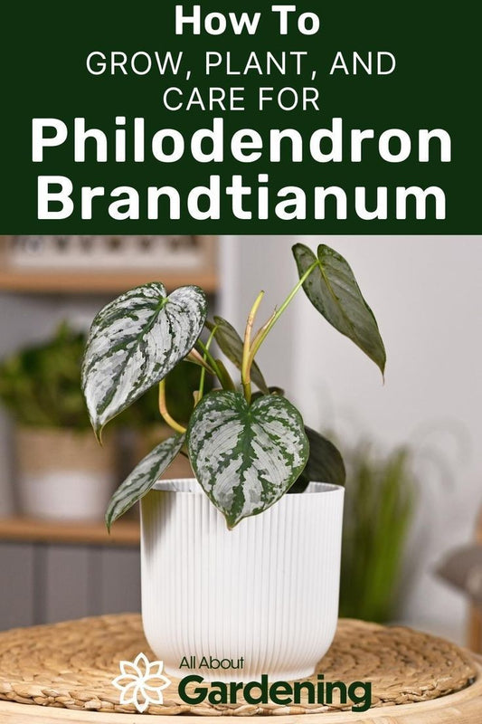 PHILODENDRON Brandtianum Free Phytosanitary