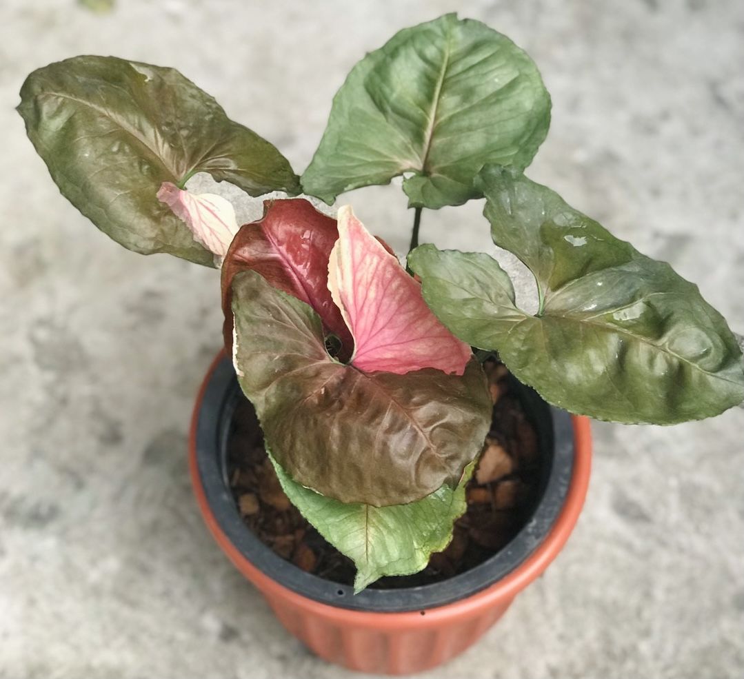 SYNGONIUM STRAWBERRY ICE